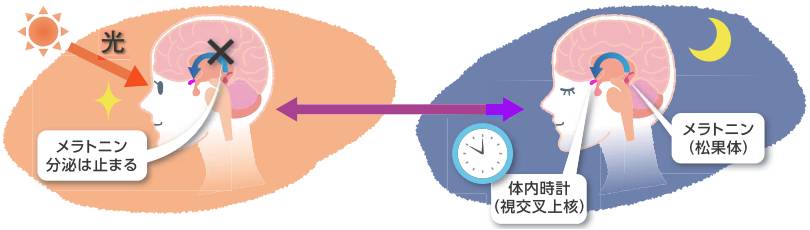 良い睡眠_図
