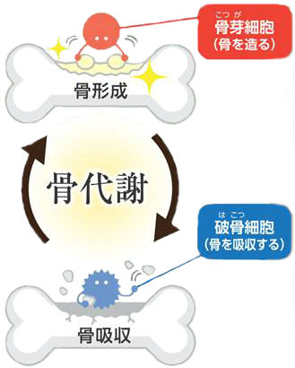 骨代謝