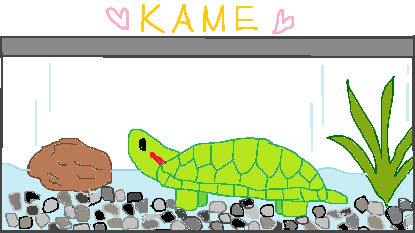 カメ大好き